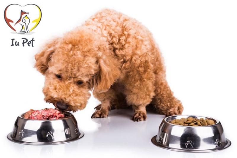Công thức làm thức ăn cho Poodle
