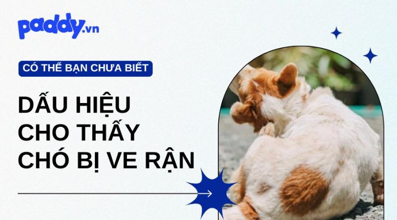 Dấu Hiệu Chó Bị Ve