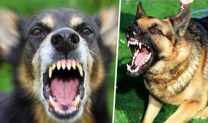 Các dấu hiệu cần cảnh giác khi mèo bị ngộ độc thực phẩm và những thứ không nên cho mèo ăn gì gây ra triệu chứng