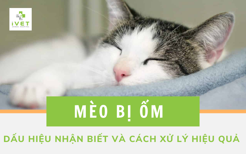 Dấu hiệu mèo con bị bệnh