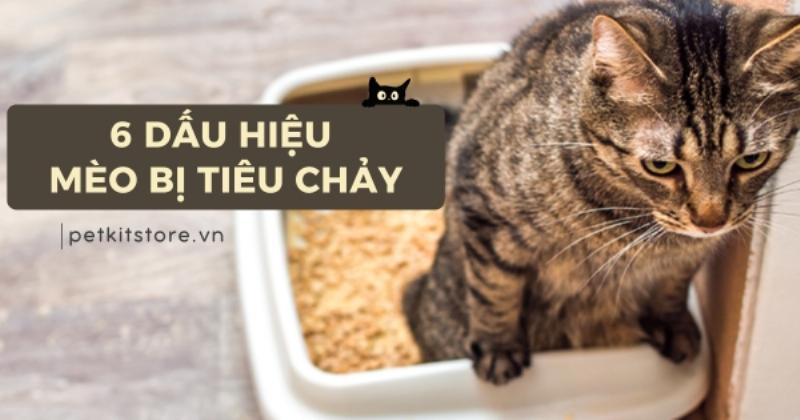 Dấu hiệu mèo con bị tiêu chảy