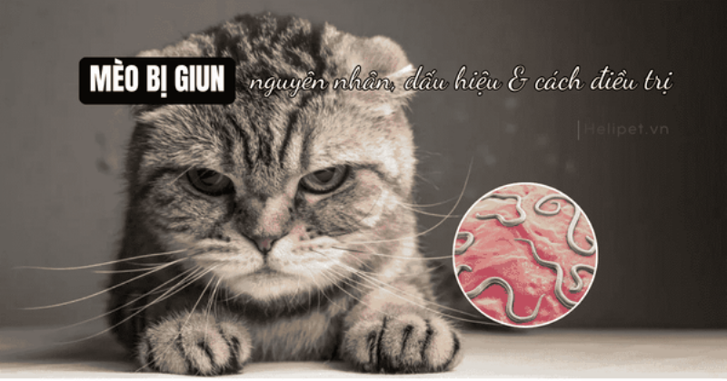 Dấu hiệu mèo con nhiễm giun sán