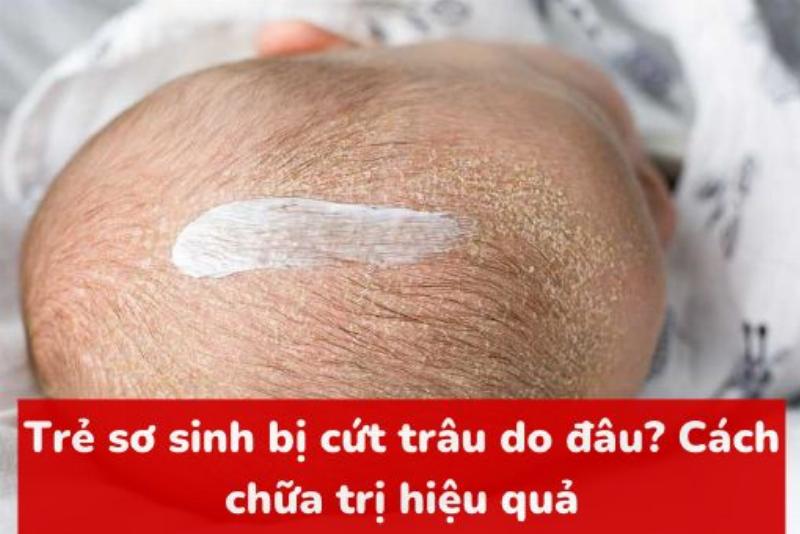 Hinh anh meo mang bau dang co hanh vi lam to trong mot chiec hop lot mem de chuan bi noi sinh con