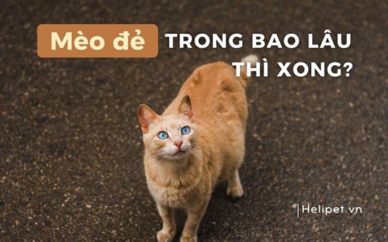 Hình ảnh minh họa mèo mẹ đang tìm kiếm hoặc ở trong ổ đẻ, thể hiện dấu hiệu sắp sinh sau khi biết mèo mang thai bao nhiêu ngày thì đẻ