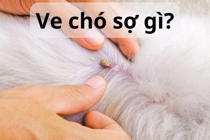 Điều trị ve chó tại nhà hiệu quả