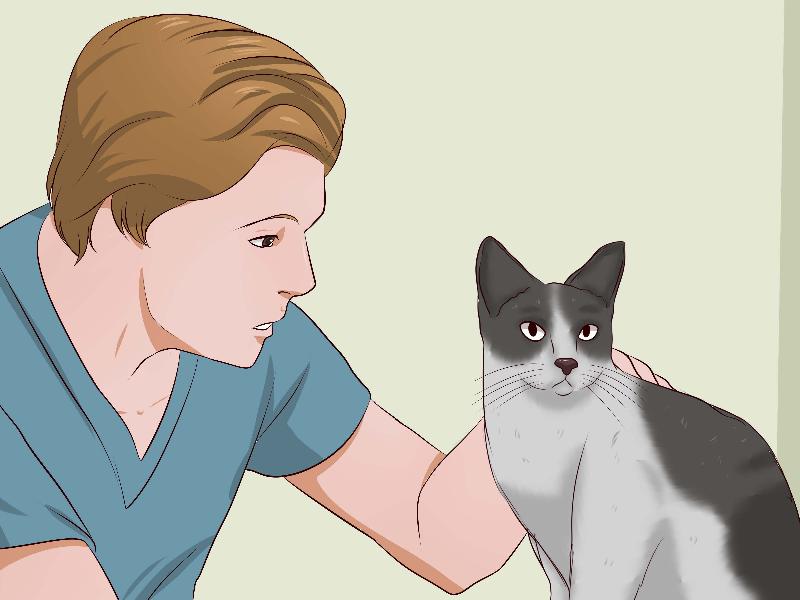 Sử dụng đèn UV tìm vết nước tiểu mèo khô để khử mùi nước tiểu mèo