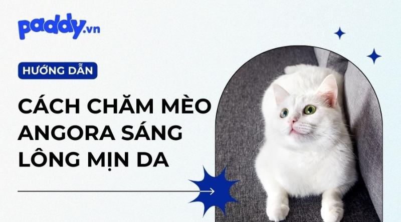 Mèo Angora Thổ Nhĩ Kỳ thuần chủng có giấy tờ tại Việt Nam, giá bao nhiêu, các yếu tố ảnh hưởng.