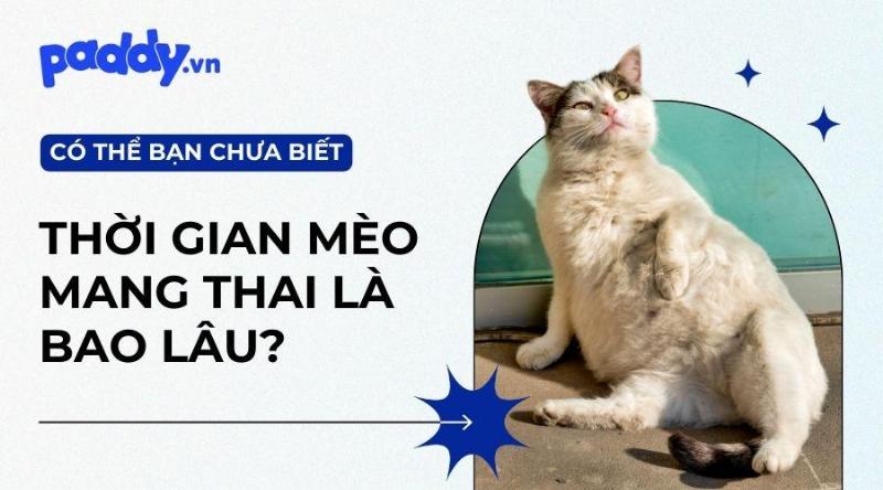 Giai đoạn mang thai của mèo