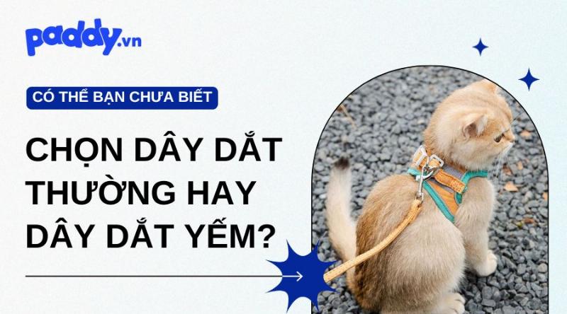 Hai loại hạt Royal Canin British Shorthair dành cho mèo con và mèo trưởng thành đặt cạnh nhau