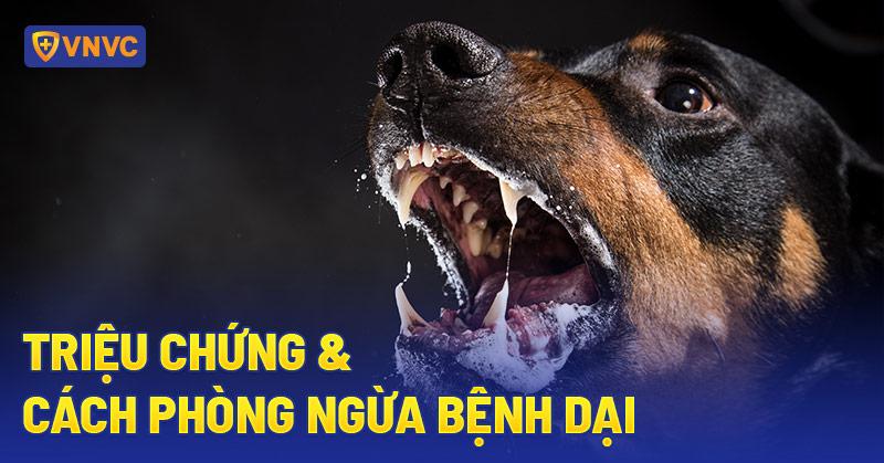 Hình ảnh ghép hoặc minh họa sự thay đổi hành vi của mèo theo tuổi: mèo con chơi đùa, mèo trưởng thành điềm đạm, mèo già nằm ngủ, thể hiện mức độ hoạt động và tính cách khác nhau ở mỗi giai đoạn