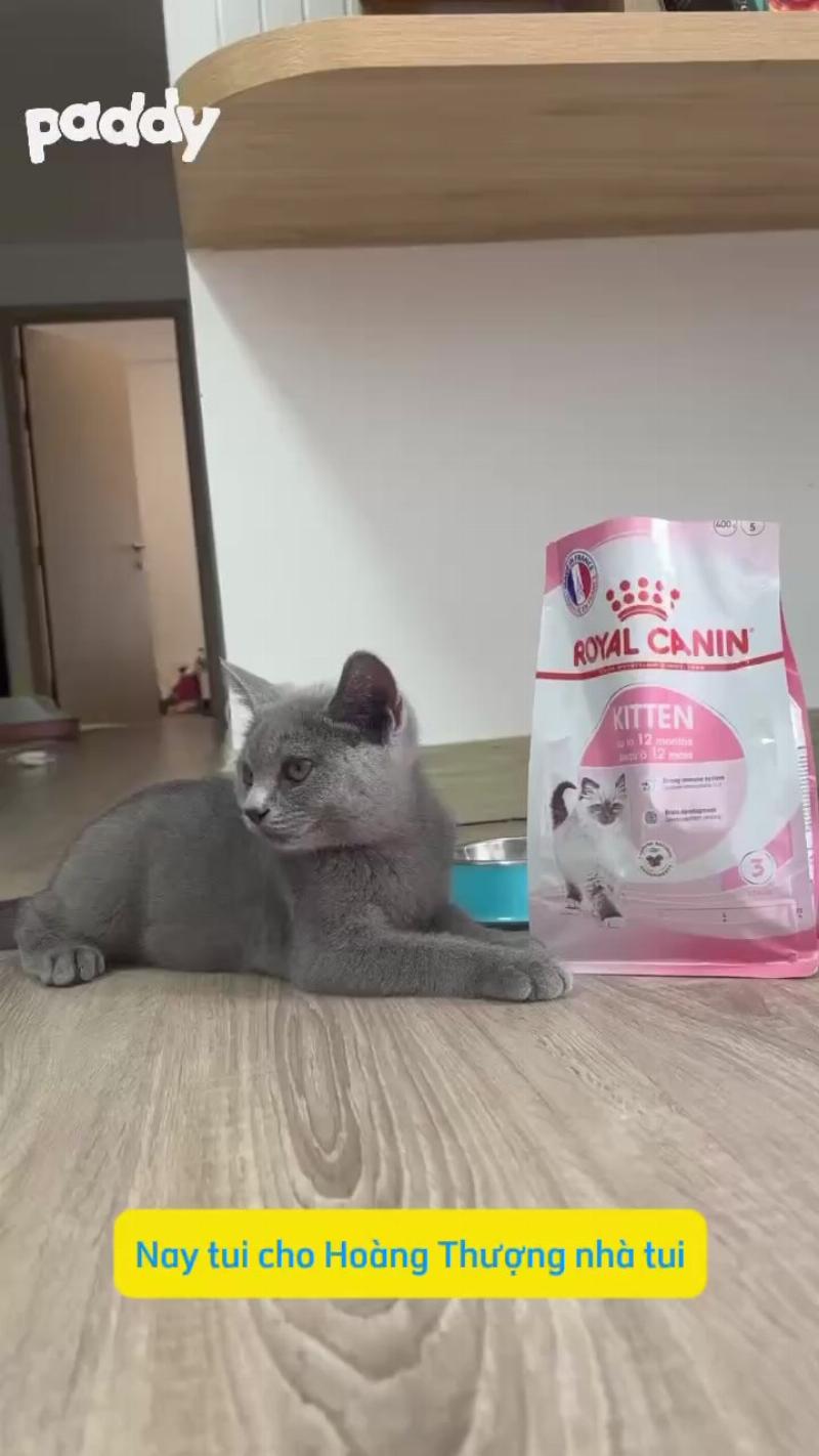Hạt Mèo Royal Canin