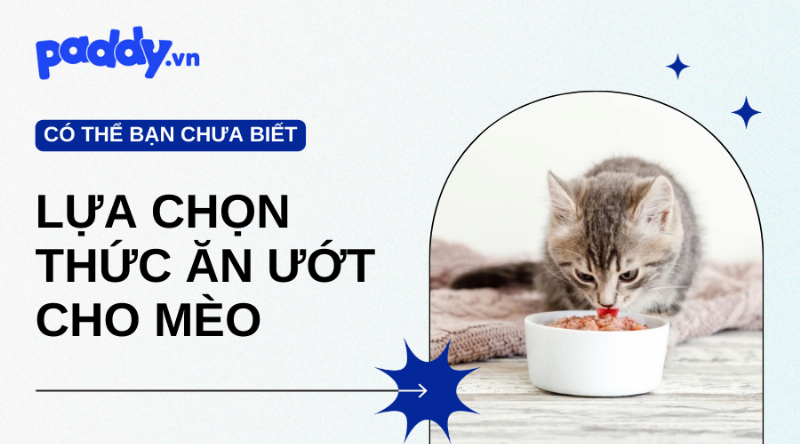 Hạt Mèo Ướt Nửa Ướt