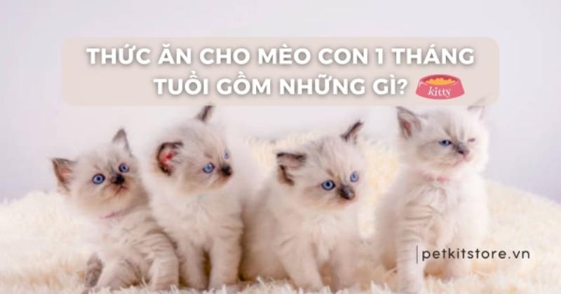 Minh họa cách chọn gel dinh dưỡng cho mèo dựa trên thành phần, thương hiệu và nhu cầu cụ thể của mèo