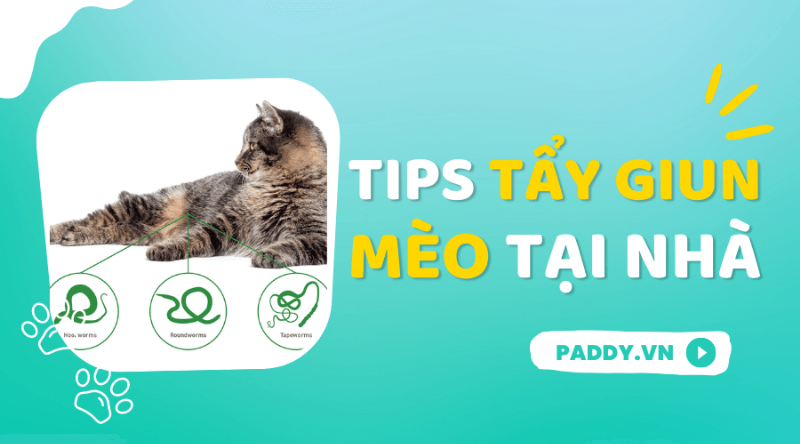 Hướng dẫn tẩy giun cho mèo con tại nhà