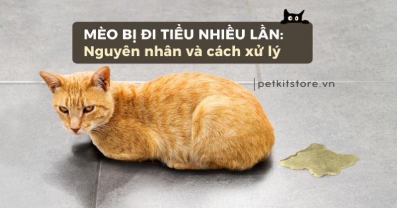 Bác sĩ thú y đang thăm khám cho một chú mèo, minh họa việc cần tìm đến chuyên gia khi mèo có dấu hiệu sức khỏe bất thường.