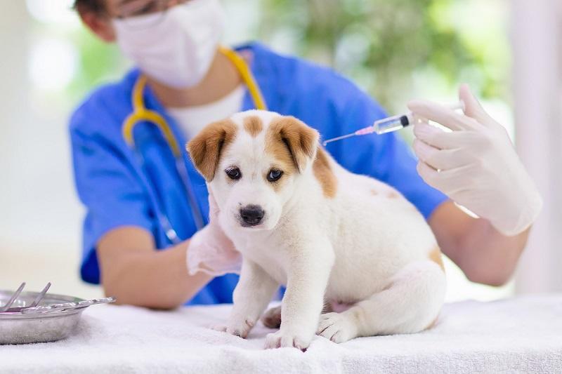 Kiểm tra sức khỏe chó trước khi tiêm phòng