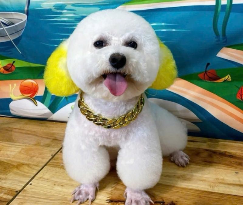 Hình ảnh chó Poodle kiểu cắt lông Puppy, toàn thân ngắn gọn gàng, sạch sẽ