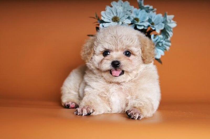 Hình ảnh chó Poodle kiểu cắt lông Teddy Bear, mặt tròn đáng yêu, toàn thân mềm mại