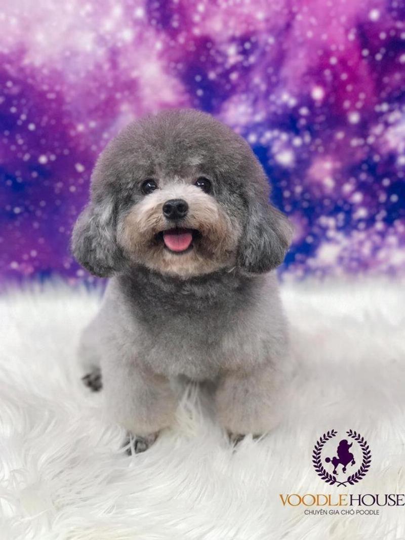Kinh nghiệm chọn sữa tắm cho chó Poodle