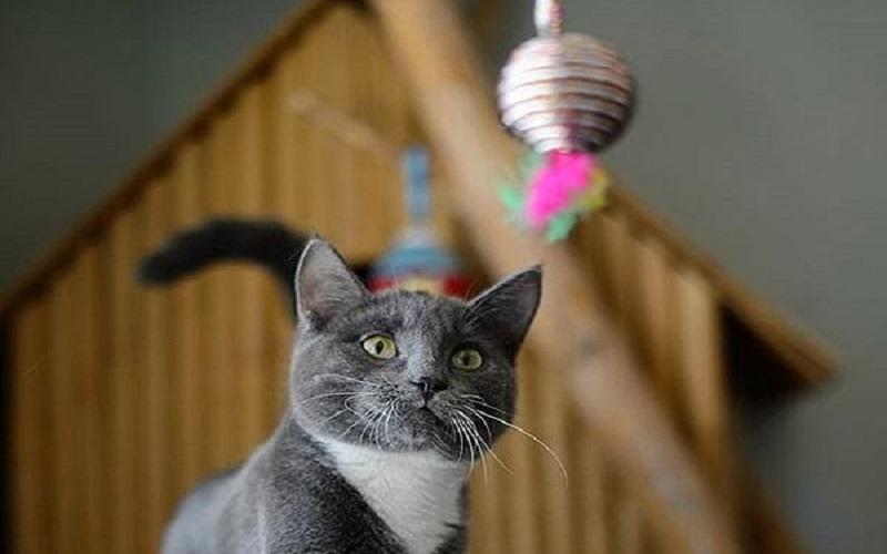 Làm đồ chơi cho mèo từ hộp giấy