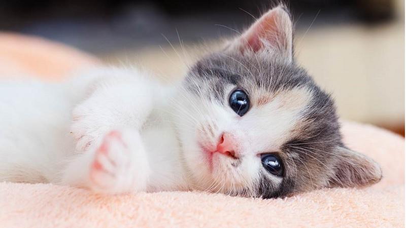 Lịch tẩy giun cho mèo con và mèo trưởng thành