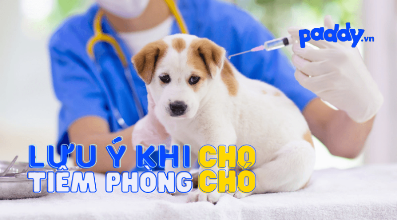 Lịch tiêm phòng vacxin cho chó trưởng thành