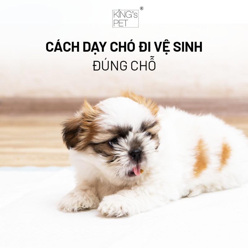 Lịch trình đi vệ sinh cho chó