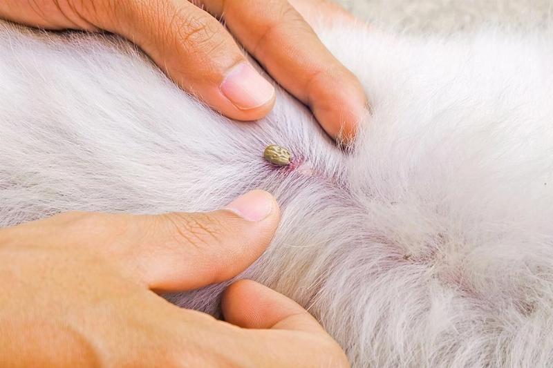 Loại bỏ ve chó bằng lược chải