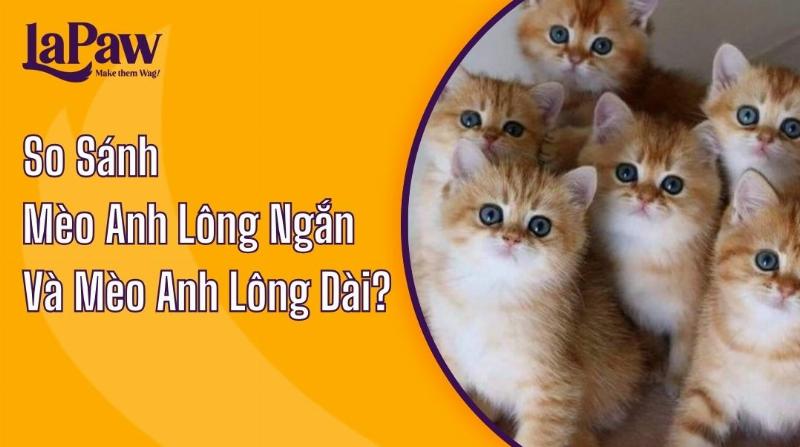 Hinh anh mo ta su khac biet giua mot meo anh long ngan xam con va mot meo anh long ngan xam truong thanh