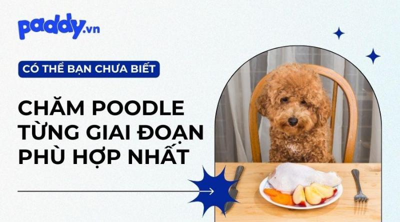 Lưu ý khi làm thức ăn cho Poodle