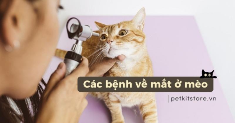 Hình ảnh cận cảnh mắt mèo ở các độ tuổi khác nhau, từ mắt mèo con trong sáng, mắt mèo trưởng thành tinh anh đến mắt mèo già có dấu hiệu xơ cứng thể thủy tinh hoặc đục, minh họa sự thay đổi của mắt theo tuổi