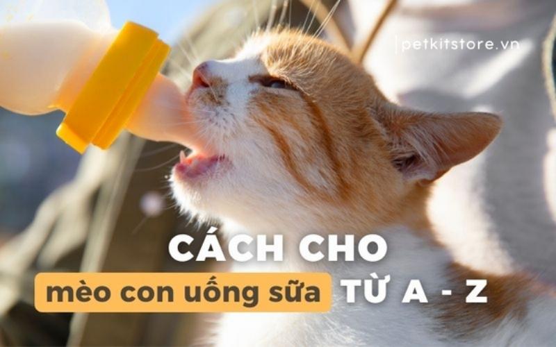Hình ảnh mèo con 1 tháng tuổi đang uống sữa từ bình chuyên dụng, minh họa cách cho mèo 1 tháng tuổi ăn sữa thay thế đúng cách
