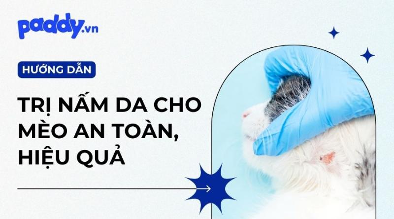 Hình ảnh mèo con hoặc mèo lớn đang thích thú liếm gel dinh dưỡng từ tuýp, trông rất ngon miệng