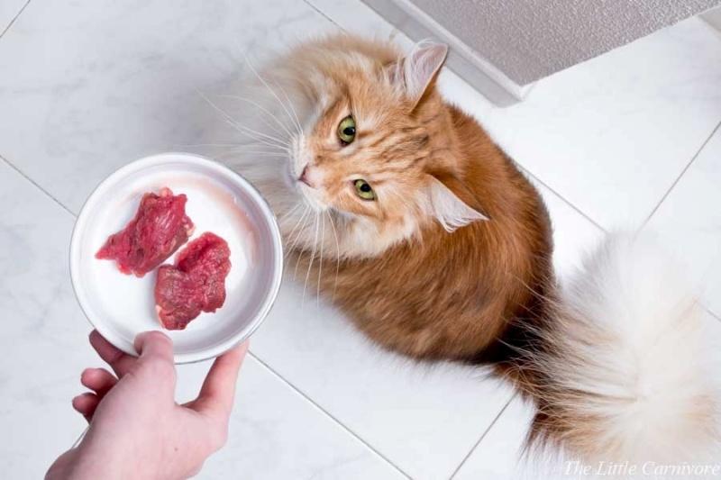 Mèo ăn thịt sống có bộ lông mượt