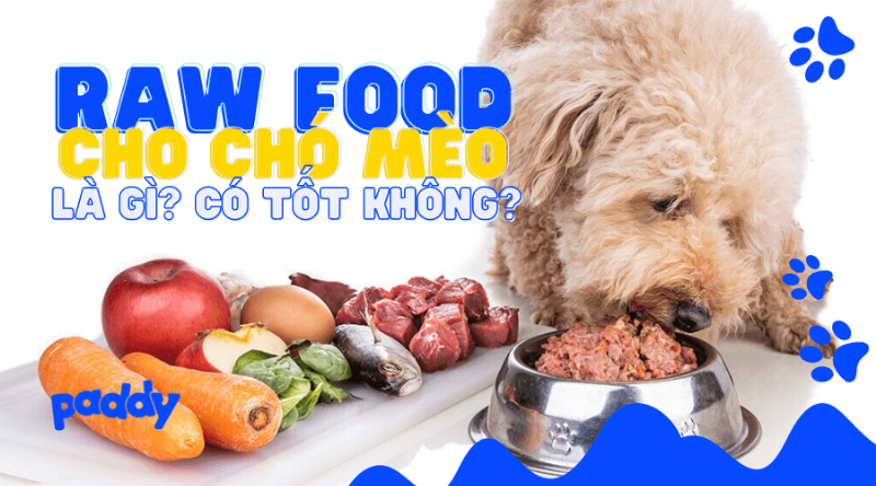 Các loại thịt phù hợp cho mèo ăn sống