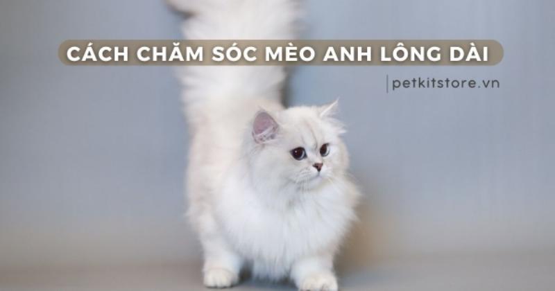 Kiểm Tra Sức Khỏe Mèo Anh Lông Dài