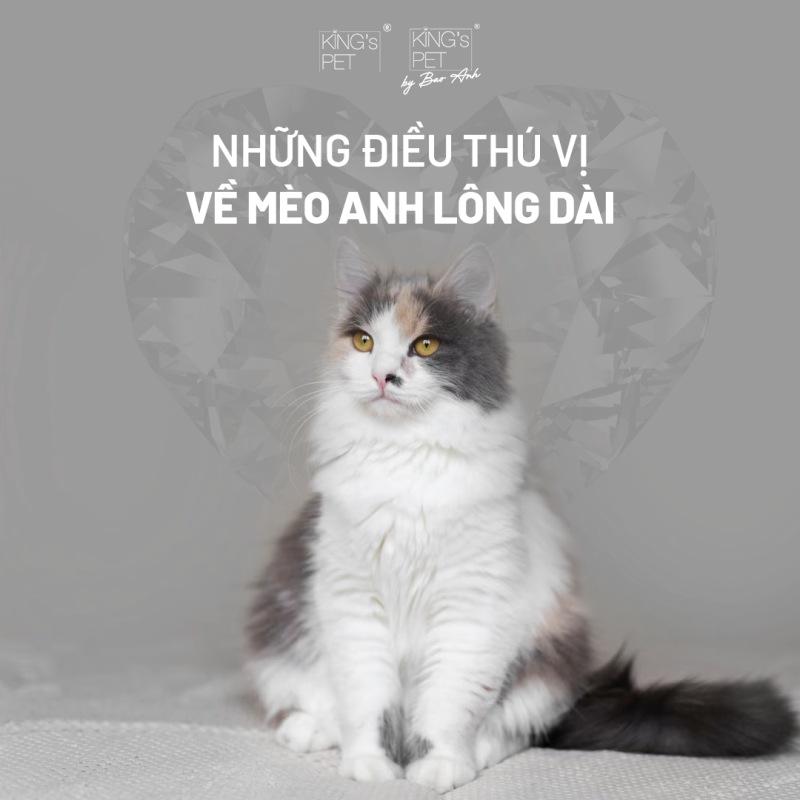 Phân Khúc Giá Cả Của Mèo Anh Lông Dài