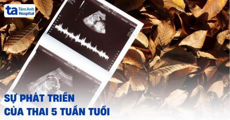 Hinh anh mot chu meo Anh long ngan dang trong thai ky, the hien cac dau hieu nhu bung tron tria