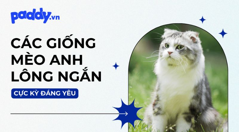 Mèo Anh Lông Ngắn Trắng Chăm Sóc Lông