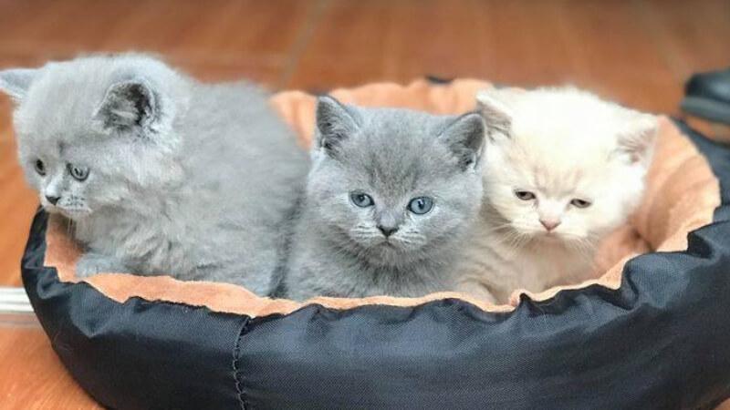 Mèo Anh Lông Ngắn Trắng Chế Độ Dinh Dưỡng