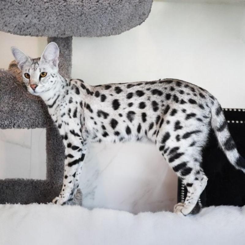 Hình ảnh một chú mèo được quảng cáo là Ashera, có ngoại hình rất giống mèo Savannah, thể hiện bộ lông đốm và kích thước lớn, gây ấn tượng về mức giá đắt đỏ.