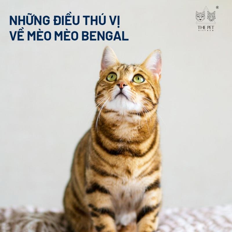 Hình ảnh một chú mèo Bengal với bộ lông đốm nâu vàng hoặc bạc đặc trưng, đôi mắt to tròn và dáng vẻ năng động, thể hiện vẻ đẹp hoang dã của giống mèo này.