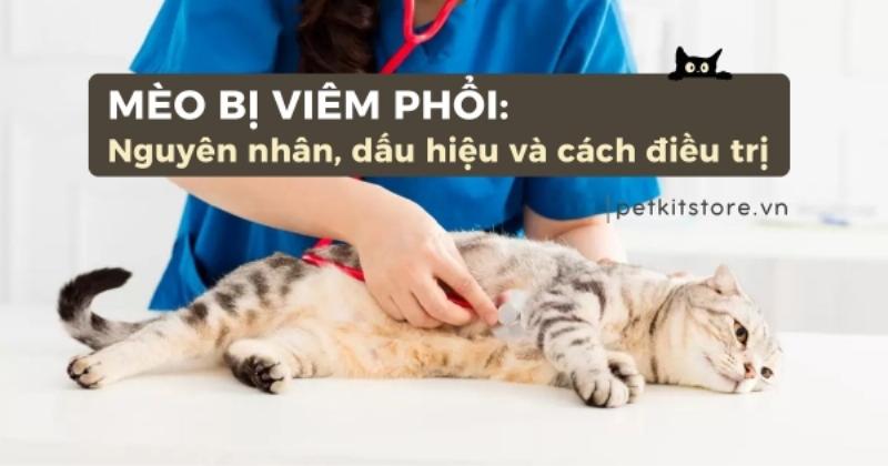 Mèo bị bệnh viêm phổi