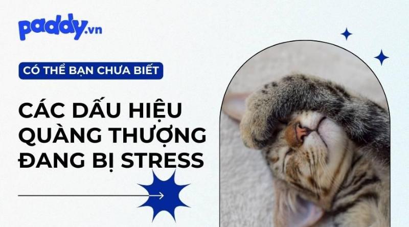 Mèo bị căng thẳng