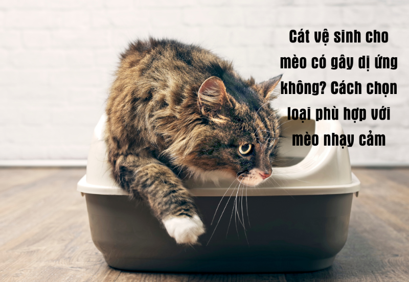 Mèo bị dị ứng cát vệ sinh