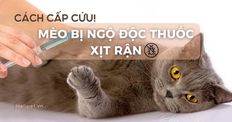 Mèo bị rận ngứa ngáy khó chịu