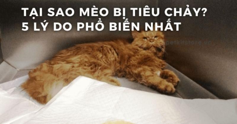 Mèo bị tiêu chảy: Nguyên nhân