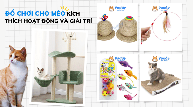 Mèo British Shorthair chơi đùa với đồ chơi