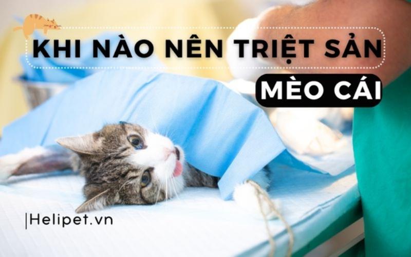 Mèo cái triệt sản độ tuổi lý tưởng