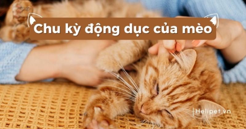 Một chú mèo cái đang trong chu kỳ động dục, thể hiện các hành vi đặc trưng như gào kêu.